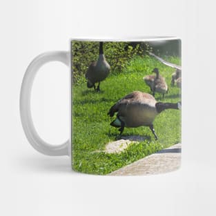 Canada Goose Honking At Other Goose, Wings Spread Mug